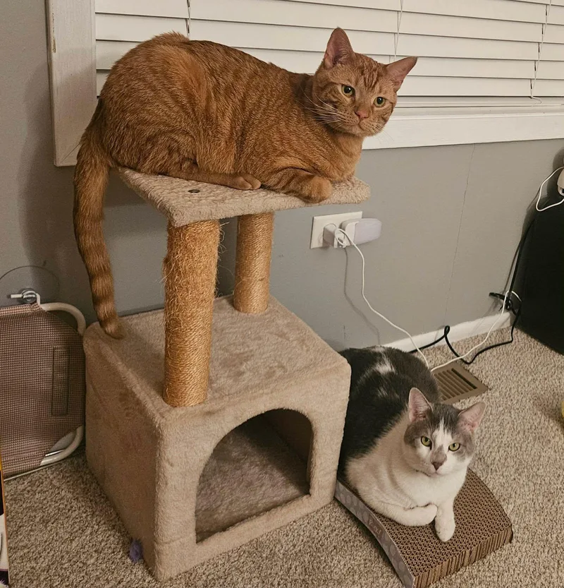 An adult large-sized male Orange & White Domestic Short Hair cat named Alexander for adoption in Elgin, IL