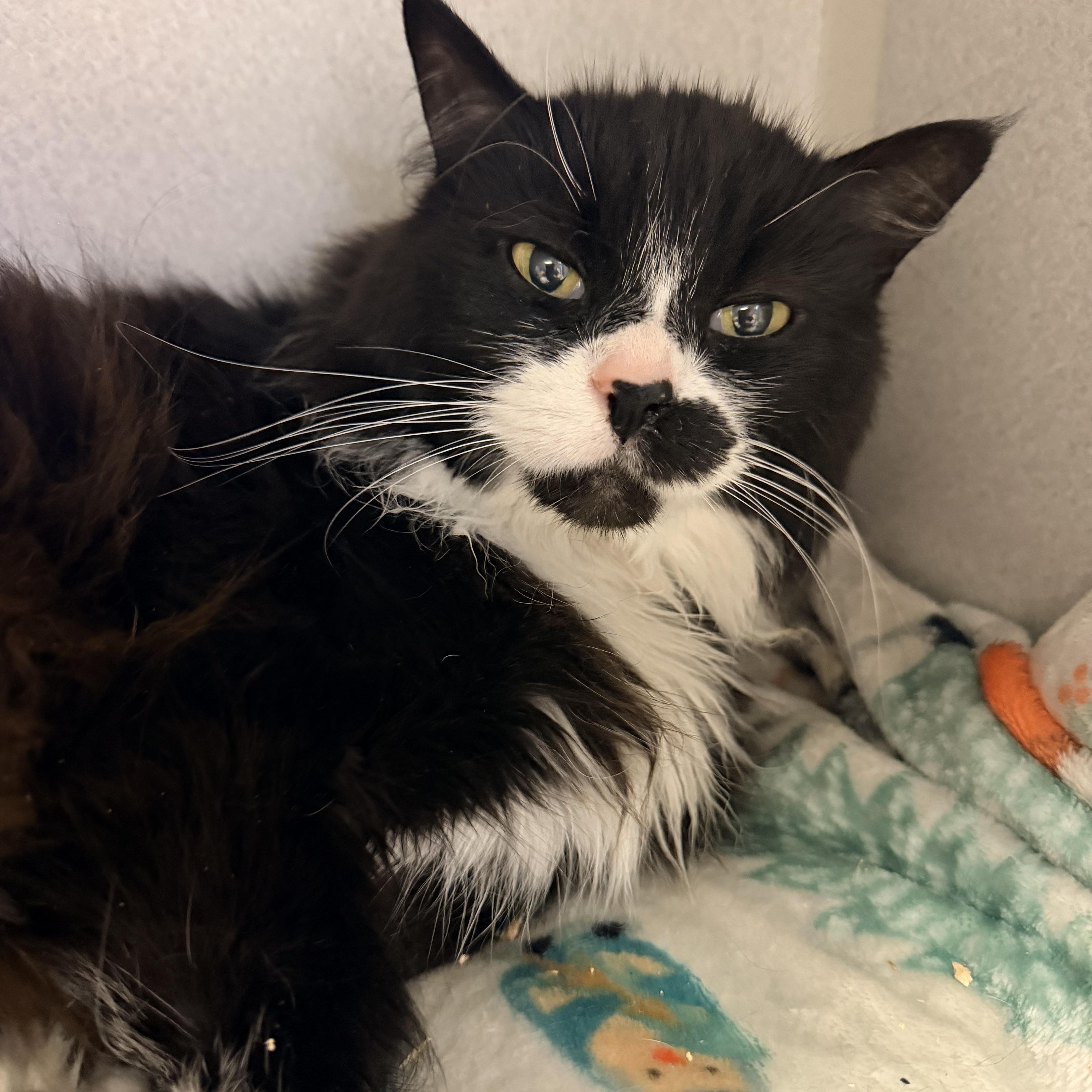 A senior medium-sized female Black & White / Tuxedo Domestic Long Hair cat named Friskie for adoption in Pottsville, PA