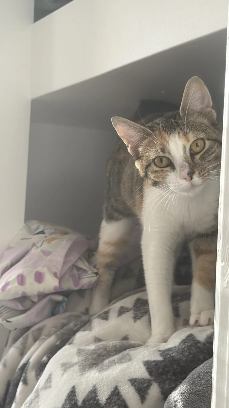 A young small-sized female American Shorthair cat named Sally for adoption in Philadelphia, PA