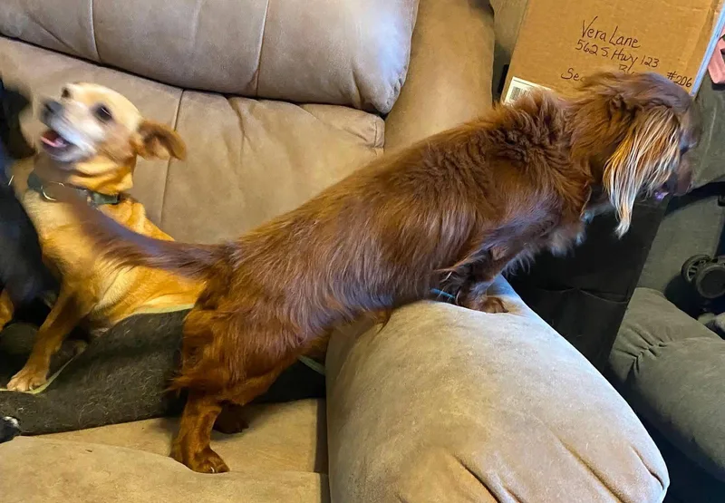 An adult small-sized male Dachshund dog named Rexx Doxie Tx for adoption in Boonton, NJ