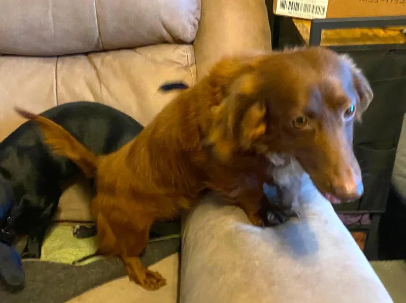 Rexx Doxie Tx thumbnail 2