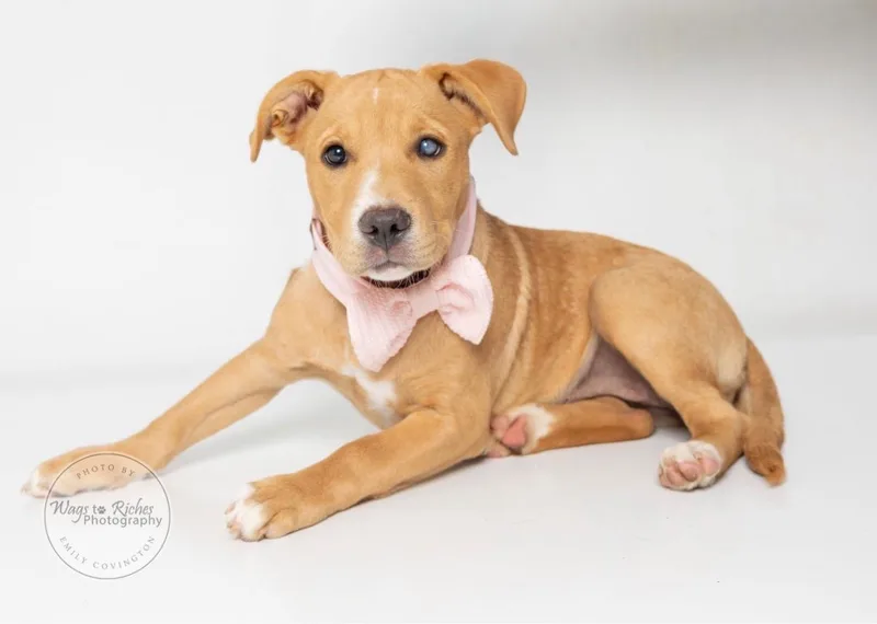 A baby medium-sized female Yellow / Tan / Blond / Fawn Labrador Retriever dog named Coco Chanel for adoption in Tuscaloosa, AL