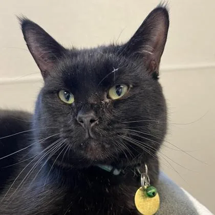 An adult medium-sized male Black Domestic Short Hair cat named Saunter for adoption in Lansing, MI