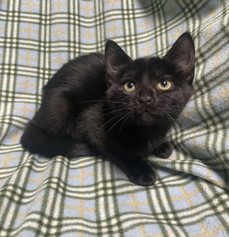 A baby small-sized female Domestic Short Hair cat named Morticia for adoption in Jackson, MI