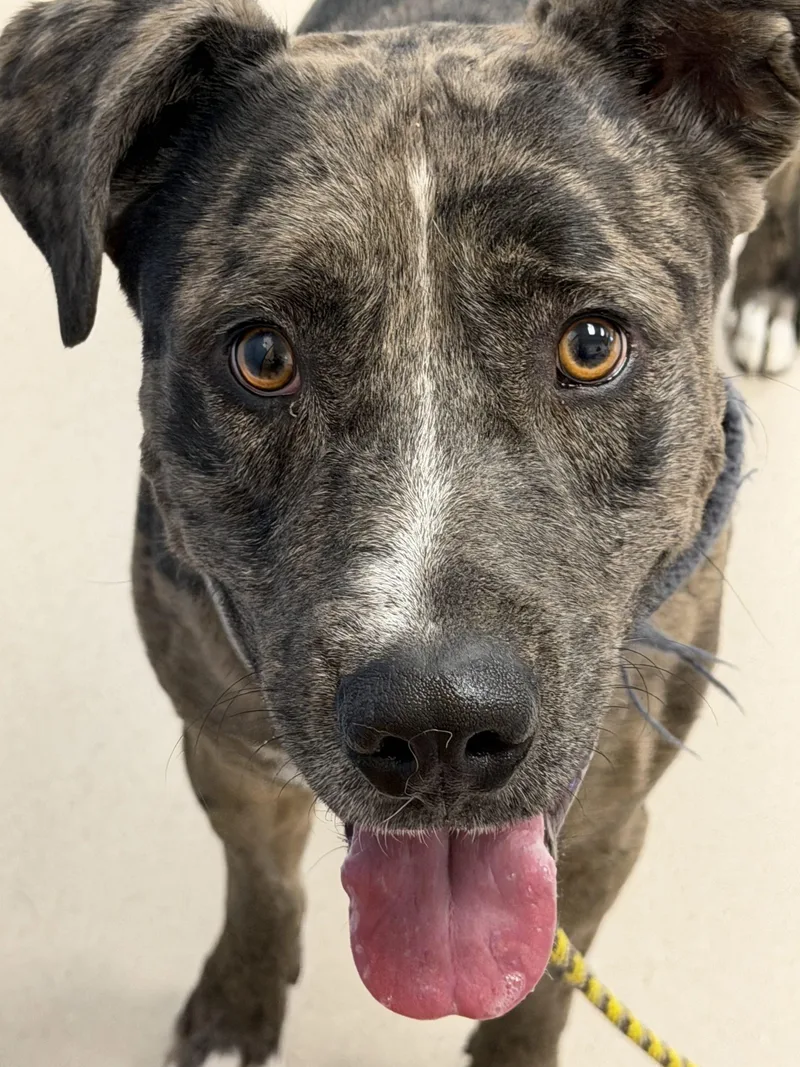 An adult medium-sized male Catahoula Leopard Dog dog named Baron for adoption in Grand Junction, CO