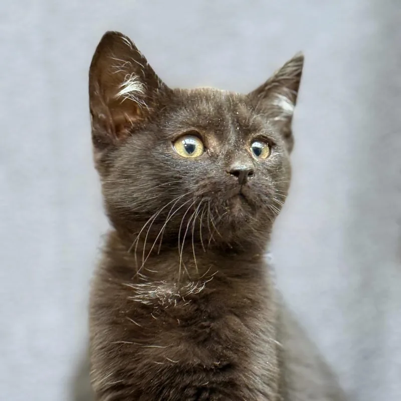A baby small-sized male Black Domestic Medium Hair cat named "Koli" for adoption in Perkiomenville, PA