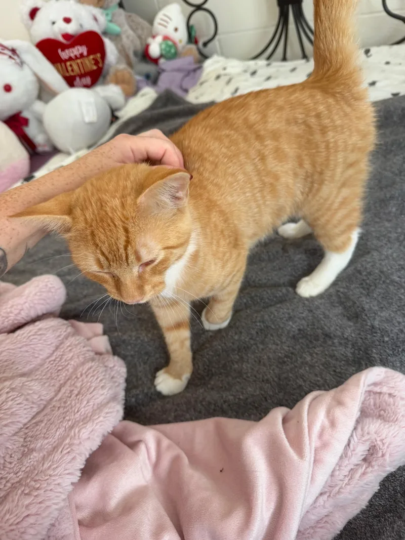 A young large-sized male Domestic Short Hair cat named Cheeto for adoption in Trinity, NC