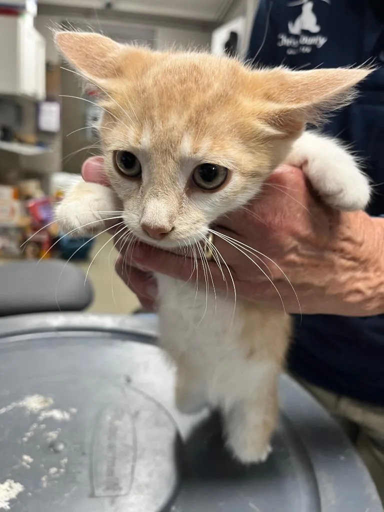 A baby small-sized male Domestic Short Hair cat named Fynn for adoption in Hopkinsville, KY
