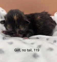 A baby medium-sized female Domestic Short Hair cat named Firefly for adoption in Johnson City, TN