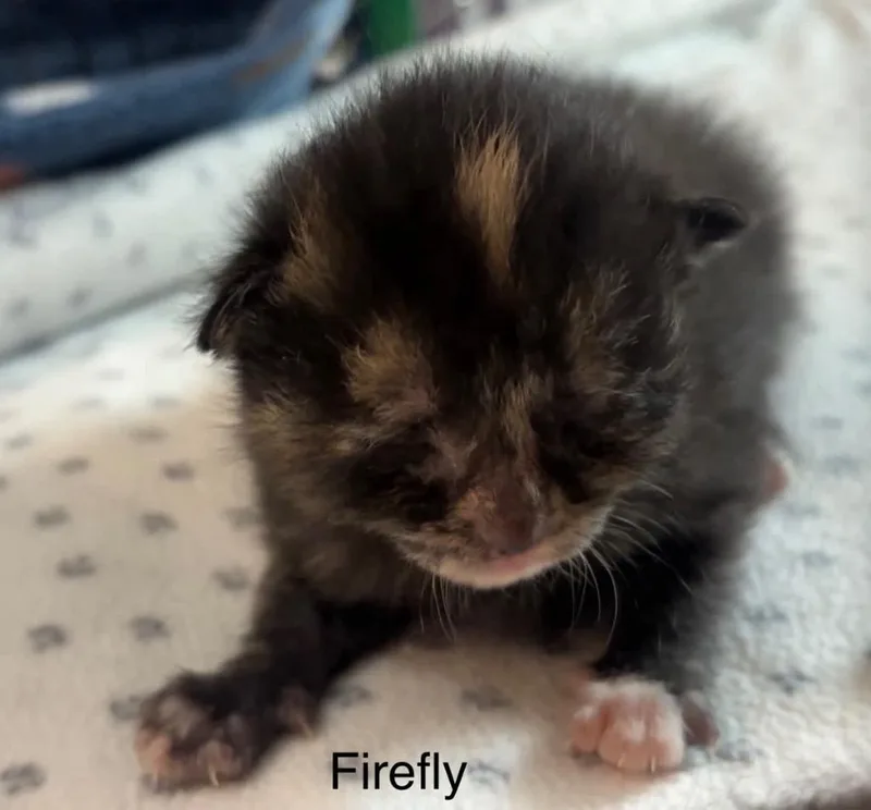 Firefly thumbnail 4