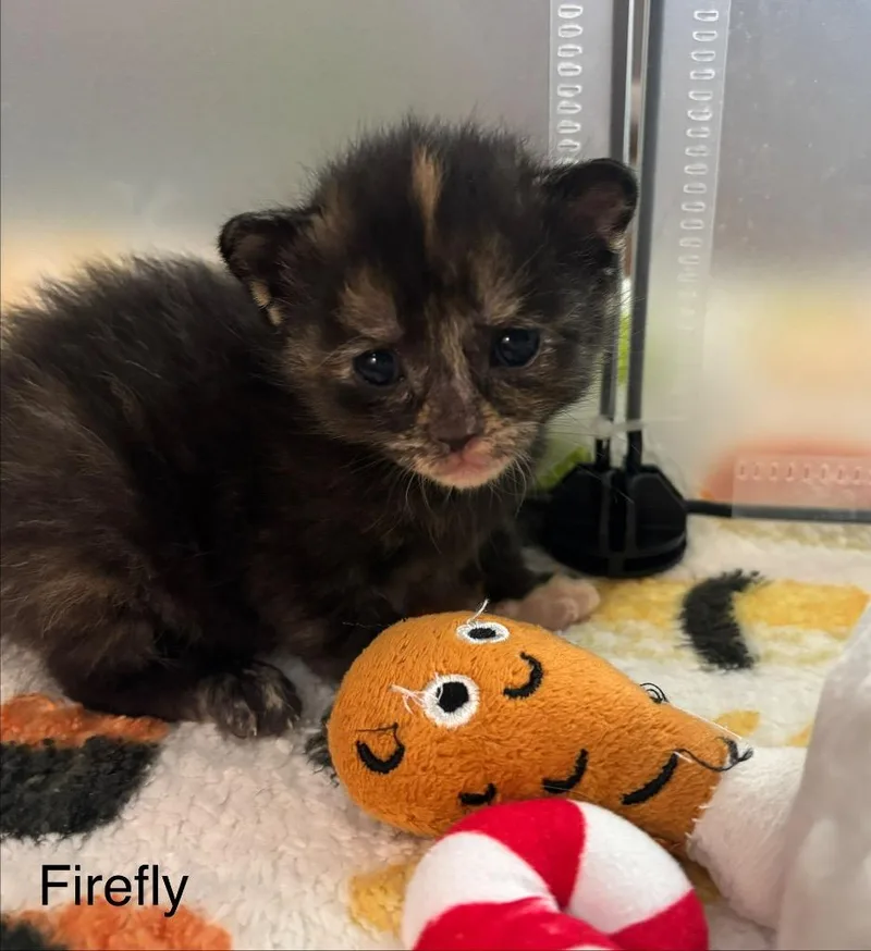 Firefly thumbnail 5