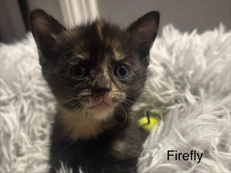 Firefly thumbnail 6