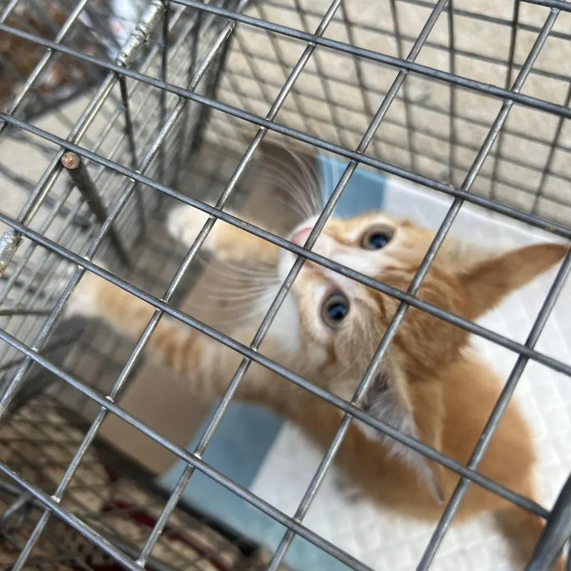 A young medium-sized male Orange / Red Domestic Short Hair cat named Copper for adoption in Brooklyn, NY