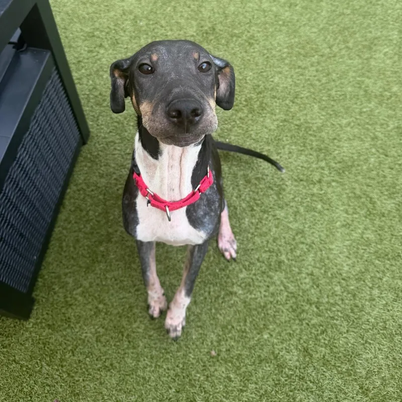 A young medium-sized female Black Mixed Breed dog named Reese for adoption in Titusville, FL