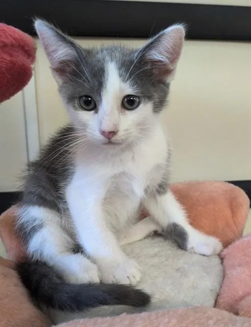 A baby medium-sized male Domestic Short Hair cat named Marco for adoption in Lancaster, CA