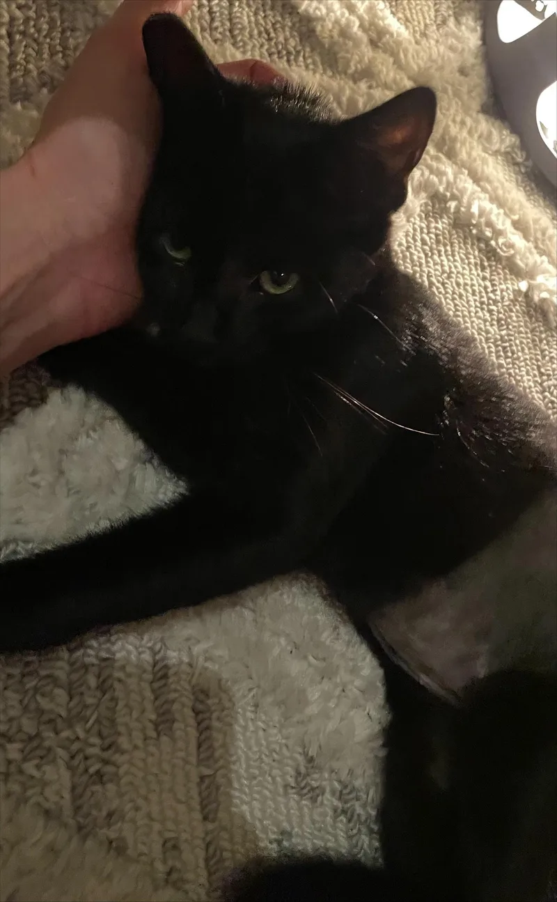A young small-sized female Domestic Short Hair cat named Valerie for adoption in Long Beach, CA