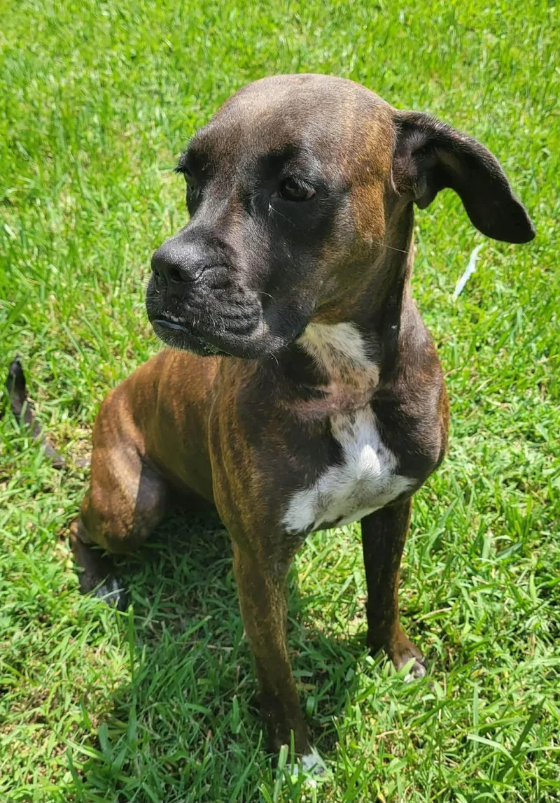 An adult large-sized female Boxer dog named Reno for adoption in LaPlace, LA