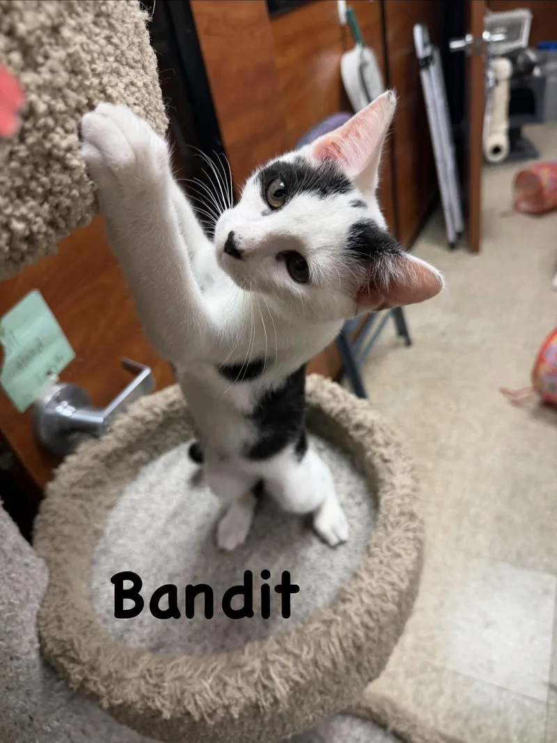 A young medium-sized male Black & White / Tuxedo Domestic Short Hair cat named Bandit for adoption in Spring Lake, NJ