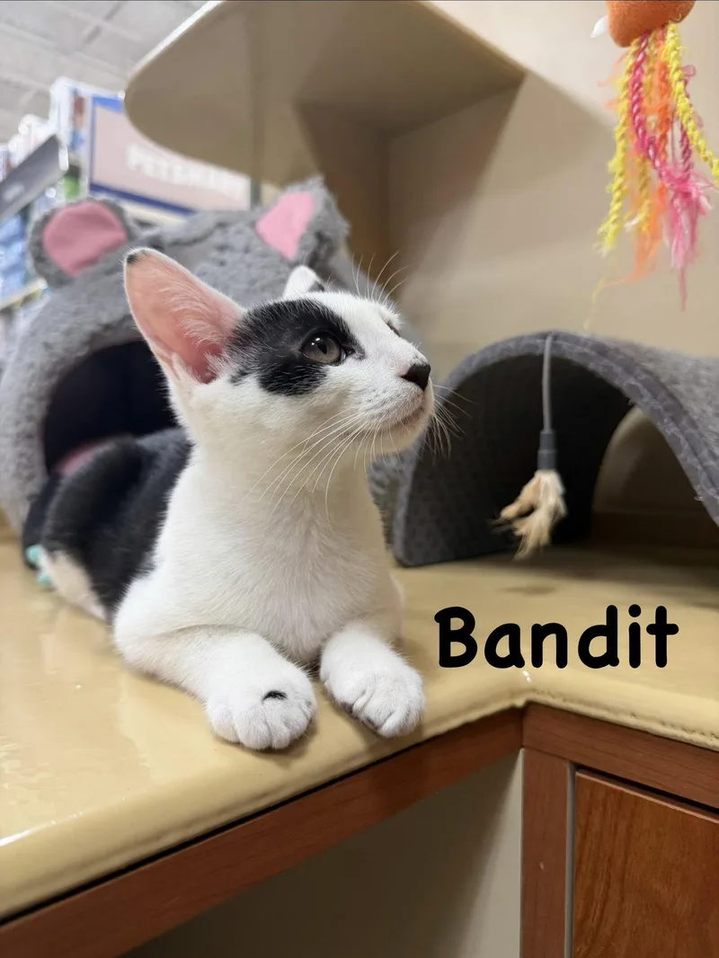 Bandit thumbnail 3