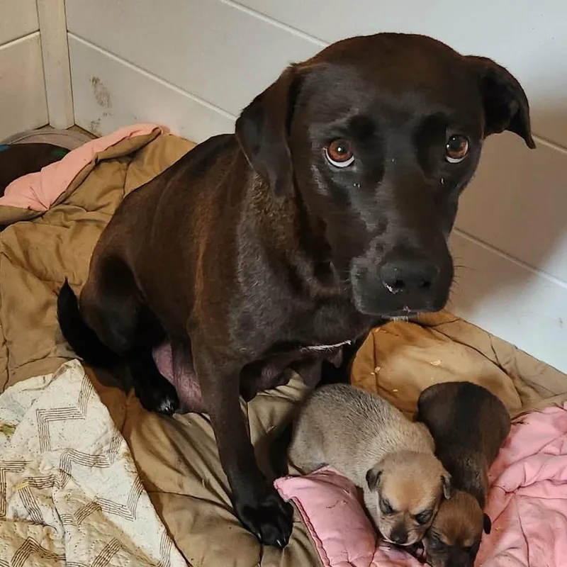 An adult medium-sized female Brown / Chocolate Plott Hound dog named Tillie for adoption in Hackett, AR