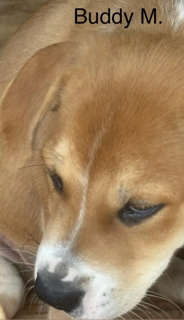 Buddy