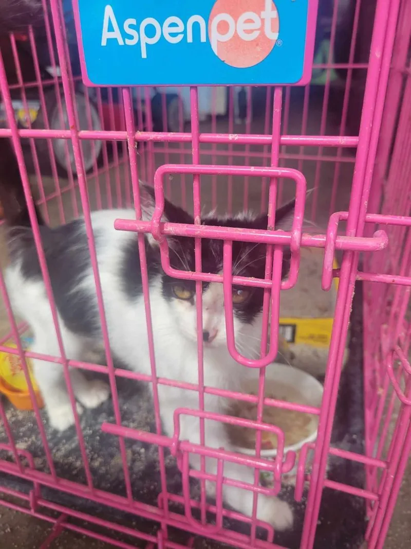 Oreo  Richmond  thumbnail 2