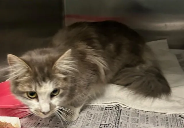 A young medium-sized female Domestic Short Hair cat named Aria for adoption in Baldwin Park, CA