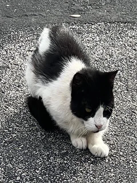 An adult medium-sized female Domestic Short Hair cat named Dairy for adoption in San Antonio, TX