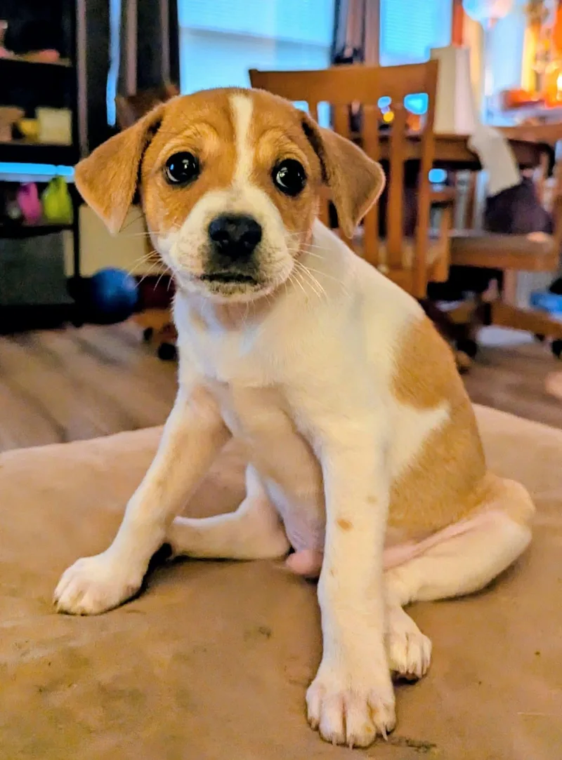 A baby small-sized male Jack Russell Terrier dog named Eddie for adoption in Manhattan, KS