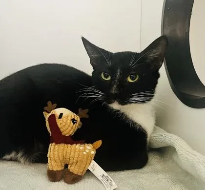 An adult medium-sized female Domestic Short Hair cat named Cappy for adoption in Savannah, GA