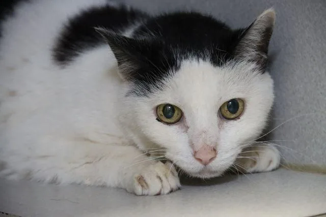 A senior small-sized female Domestic Short Hair cat named Pearla for adoption in Tucson, AZ