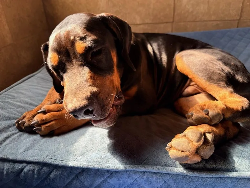 A baby large-sized male Brown / Chocolate Rottweiler dog named Snoopy for adoption in Gilbert, AZ