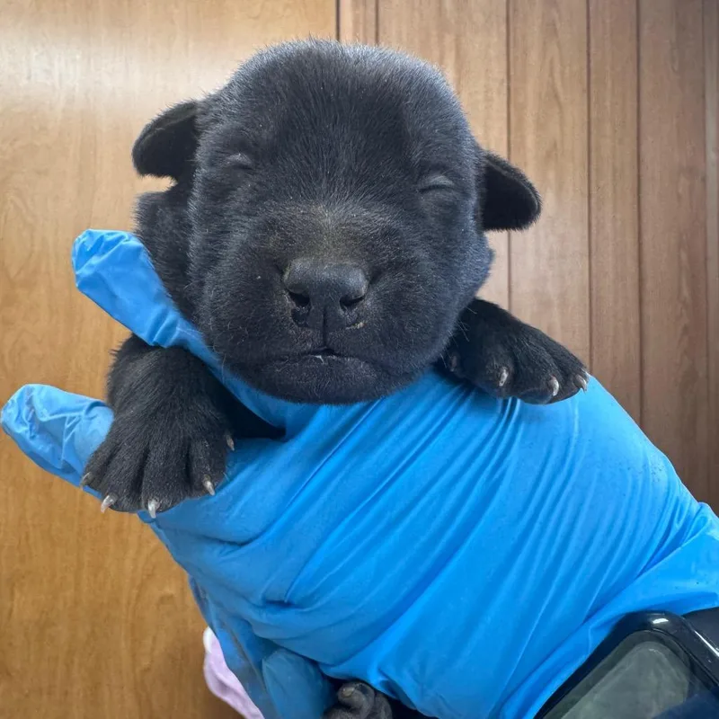 A baby small-sized male Black Mixed Breed dog named Alpha Wolf for adoption in Columbiana, AL