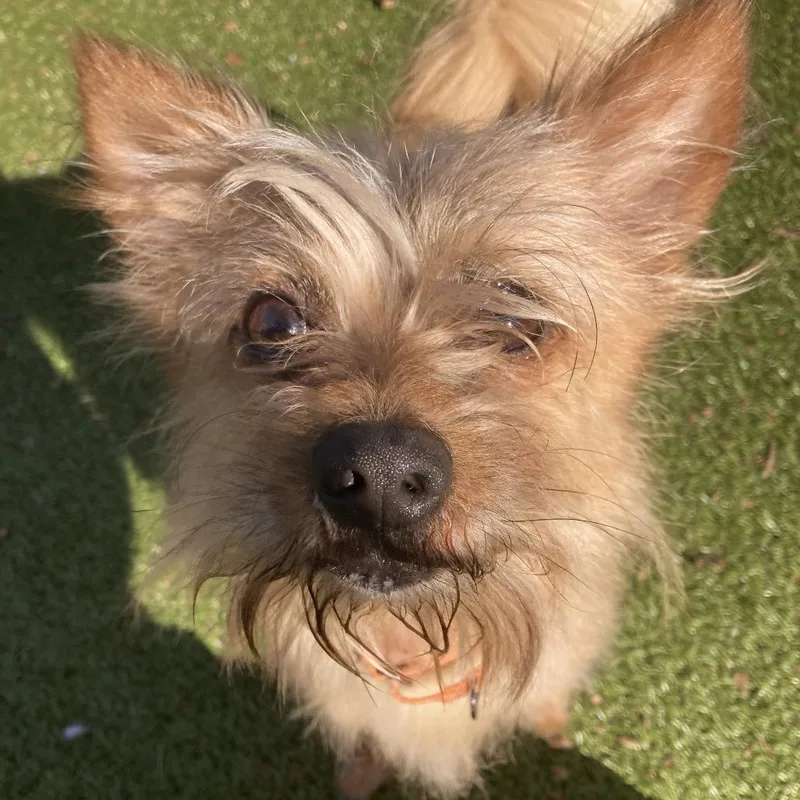 An adult small-sized male Brown / Chocolate Mixed Breed dog named Rocky for adoption in Providence, RI