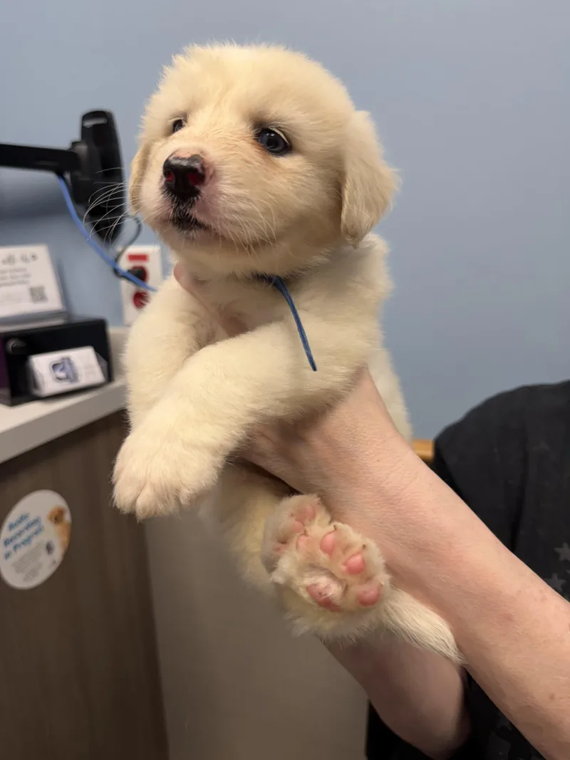 A baby large-sized female Great Pyrenees dog named Azura HTX for adoption in Quinlan, TX