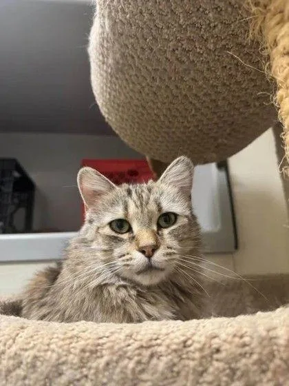 An adult small-sized female Torbie Domestic Medium Hair cat named Rosa for adoption in Williamsport, PA