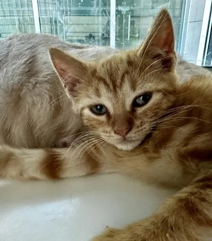 A baby small-sized female Domestic Short Hair cat named Super Sonico for adoption in Westland, MI