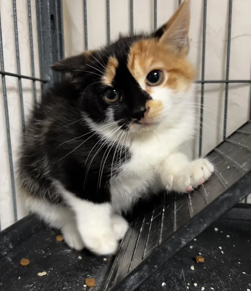 A baby large-sized female Calico cat named Gingin for adoption in Ringwood, NJ