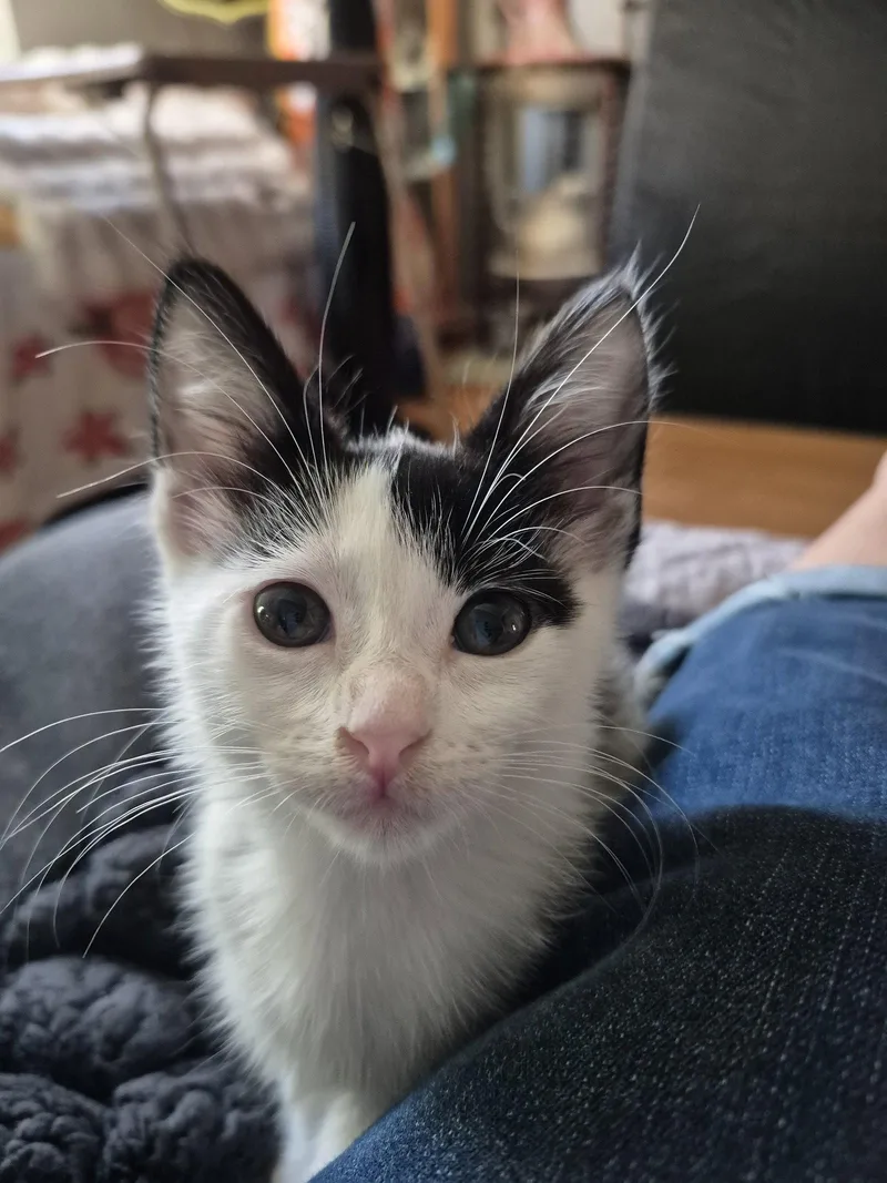 A baby medium-sized female Black & White / Tuxedo Domestic Short Hair cat named Agnes & Rosie for adoption in Wheaton, IL