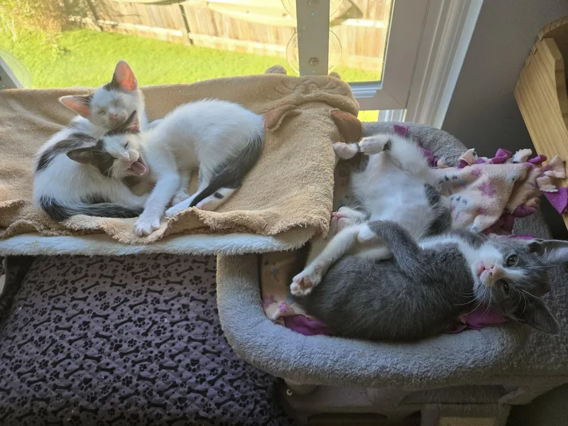 Agnes & Rosie thumbnail 3