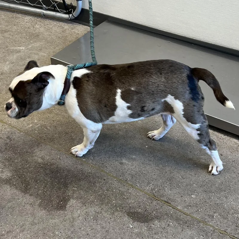 An adult medium-sized female Brindle Mixed Breed dog named Lola for adoption in Las Cruces, NM