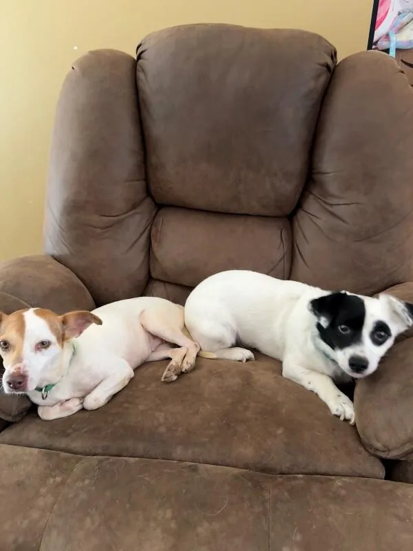 An adult small-sized female Jack Russell Terrier dog named Marley for adoption in Alamo, TN