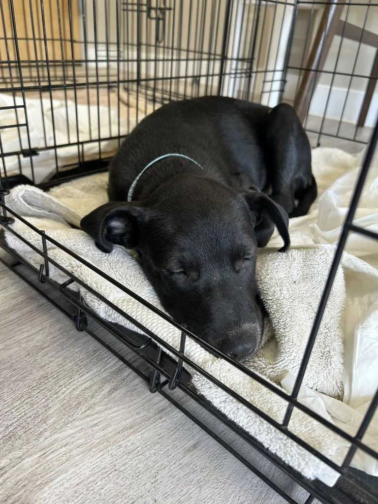 A young medium-sized male Black Labrador Retriever dog named Mac for adoption in Dale, TX