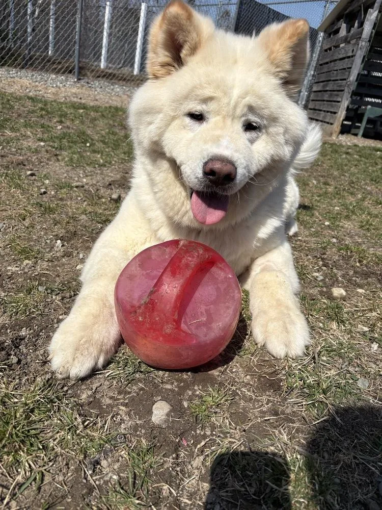 A young large-sized female White / Cream Akita dog named Sora for adoption in Trenton, ME