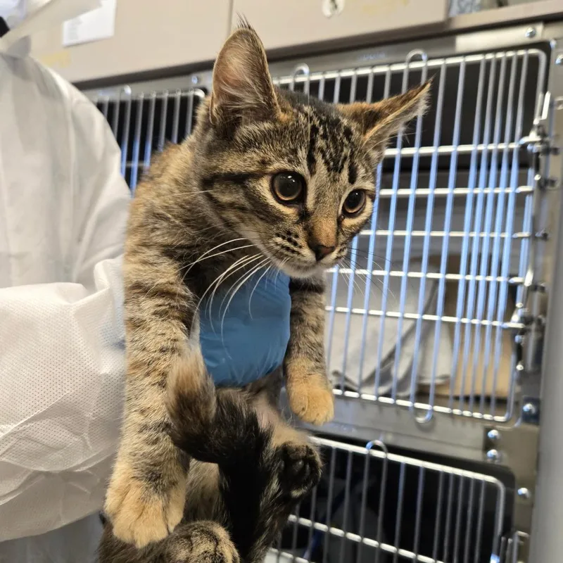 A baby small-sized female Torbie Domestic Short Hair cat named Adamantine for adoption in Murray, UT