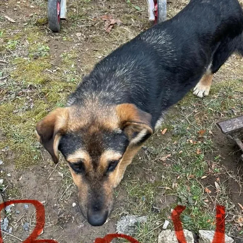 A young medium-sized male Black German Shepherd Dog dog named Otto for adoption in Farmersville, OH