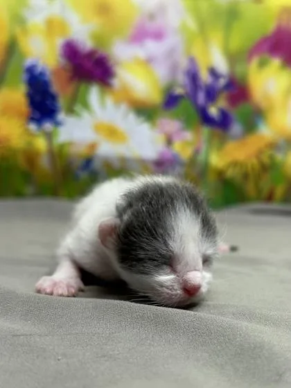 A baby small-sized female Domestic Short Hair cat named Go Go for adoption in San Antonio, TX