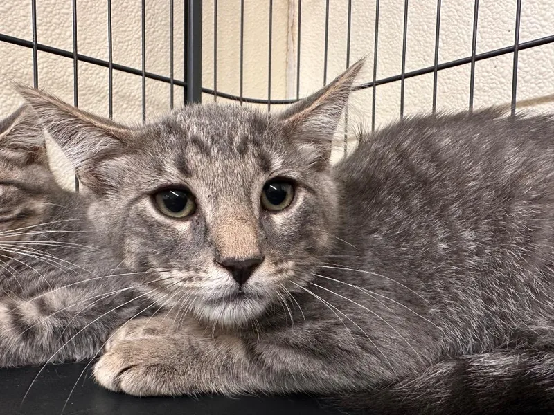 A baby small-sized male American Shorthair cat named Fred Weasley for adoption in Sidney, NY
