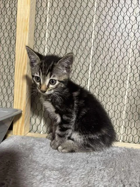 A baby small-sized male Tabby (Brown / Chocolate) Domestic Short Hair cat named Modo for adoption in Davison, MI