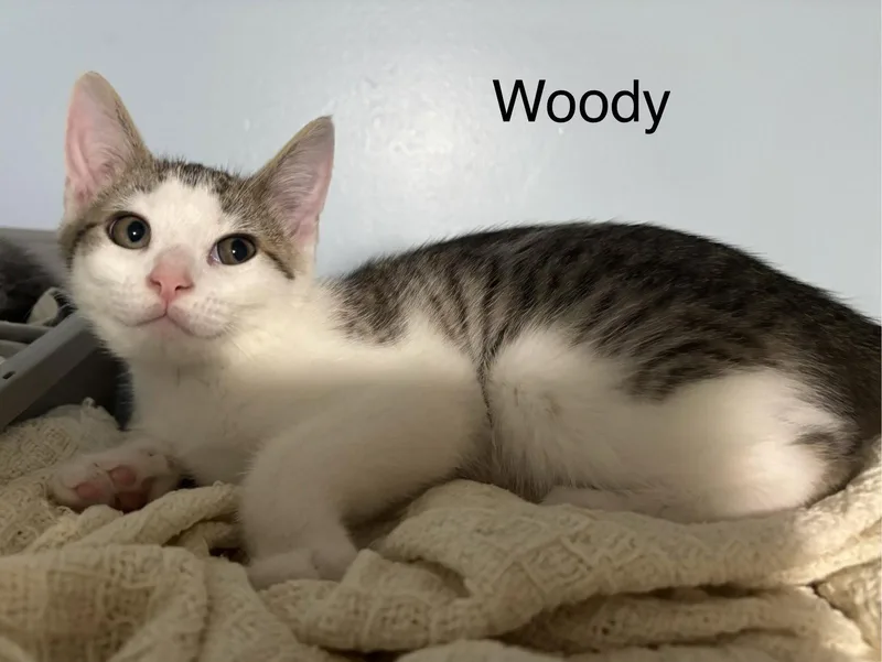 Woody thumbnail 2
